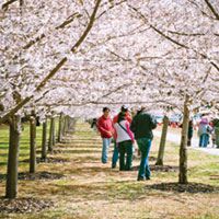 cherry-blossom-trees