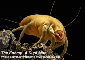 dust_mite